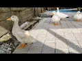 Download Lagu Relaxing Nature Walk with Call Ducks 🦆 Sungai Long