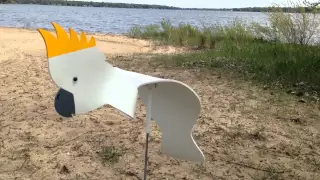 Florida Dancing Birds Cockatoo