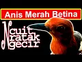 Download Lagu ANIS MERAH Betina, Suara Ncuit,Nratak dan Ngecir JAMIN KENCENG DAN TELER 98% Pasti Kenceng!!!