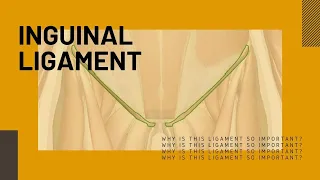 Anatomy of the Inguinal Ligament