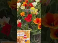 Download Lagu Poffertjes én kaas? Da’s Hollands glorie op z’n best.