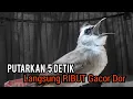 Download Lagu Trucukan gacor Emosi SUARA LANTANG Menantang Lawan - pancingan trucukan agar bunyi dan RIBUT