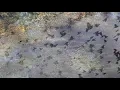 Beyhude - Katakulli (Arutani Remix)