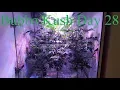 Cloudponics Grow Day 28 Bubba Kush