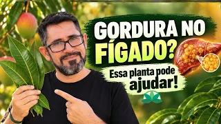 Gordura no fígado? Essa planta simples pode te ajudar!