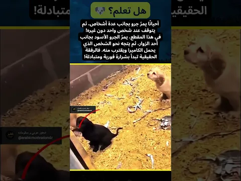 هل تعلم؟ هذا الجرو مرّ بالجميع ثم اقترب من شخص واحد! 🥹
