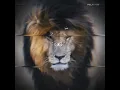 Download Lagu THE TRUE LION KING  \