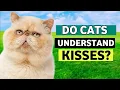 Do Cats Understand Hugs and Kisses
