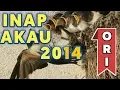 Ini Dia Suara Inap Burung Walet Si Akau 2014 Original Mp3 | Tomandar Id