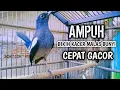 Download Lagu KACER BETINA AMPUH BIKIN KACER MALAS BUNYI CEPAT GACOR !! PANCINGAN KACER GACOR PASTI NYAUT AMPUH.
