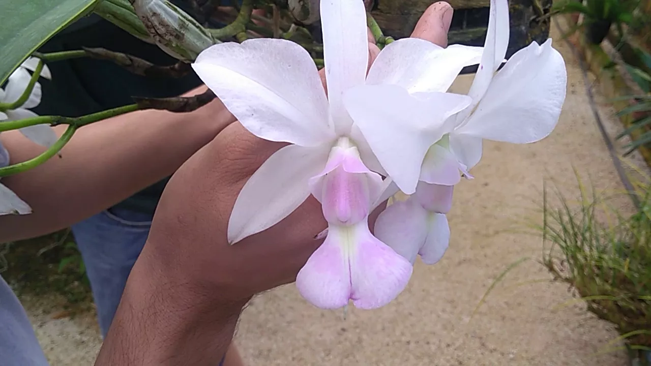 ORQUÍDEA CATTLEYA WALKERIANA FLORAÇÃO ORQUIDÁRIO TESCH