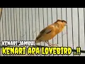 Lagu LANGSUNG NYAUT !! kenari manapun pasti nyaut setelah dengar kenari isian lovebird ! lb gacor panjang