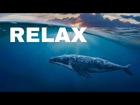 Download MP3 🐋 Whale sounds for sleeping 🐋 Relaxing Whale Music | DARK SCREEN | BLACK BACKGROUND