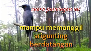 suara pancingan pikat srigunting abu paling ampuh