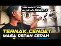 Trik jitu ternak CENDET Cuma modal 27 ribu \u0026 tali rafia BERHASIL‼️