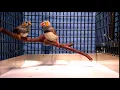 Download Lagu Burung Zebra Finch Bernyanyi