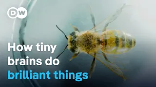 Smart insects - The astonishing intelligence of bumblebees, wasps & co. | DW Documentary