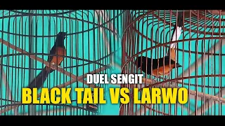 Download DUEL!! LARWO vs BLACK TAIL MP3