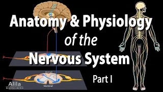 Anatomy & Physiology of the Nervous System with Quizzes, Animation p1. See Description for Chapters.
