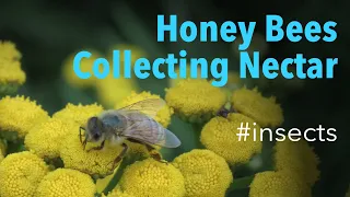 Honey Bees Genus Apis - Collecting Nectar