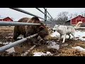 Download Lagu Wolfdog Senses Trouble — Leads Man to Save the Bear