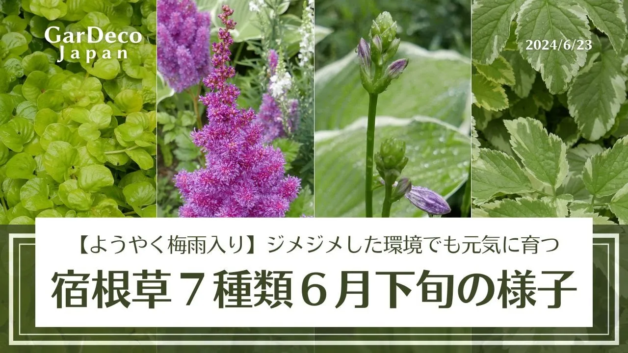 【ようやく梅雨入り】ジメジメした高温多濕の環境でも元氣に育つ宿根草７種類【グランドカバー・カラーリーフなど】