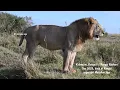 Kidong’oe, Rongai 5, Rongai Rockers, Maasai Mara lions, BRB