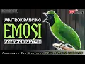 Download Lagu CUCAK IJO GACOR EMOSI JAMTROK❗PANCINGAN CUCAK IJO CEPAT BUNYI BONGKAR MATERI
