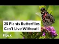 25 PRETTY HOST PLANTS That BUTTERFLIES MOTHS Can t Live Without Ep 263