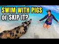 Swimming With Pigs Nassau Bahamas Excursion Review Tour