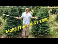 Starting a small acreage Christmas tree farm Things to consider before planting