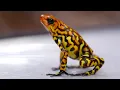 Colombia s Rainforest Poison Frog Paradise