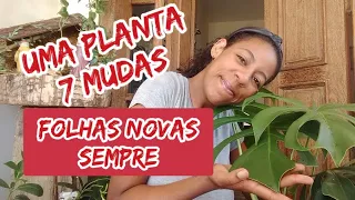 COSTELA DE ADÃO, MUDAS FÁCEIS DE CUIDAR,meus segredos