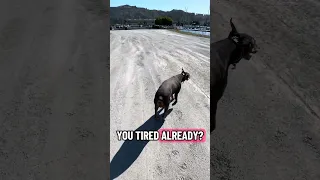 Violet thee ignorer!! #fyp #dream #vlog #doberman #pets