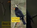 Download Lagu Burung Penyanyi Terbaik Inggris - Melodi Istimewa Burung Hitam #birdsounds