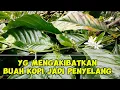 Download Lagu cara menghindari buah kopi jadi buah selang