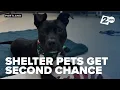Pets at risk of being euthanized flown to Portland in hopes of adoption