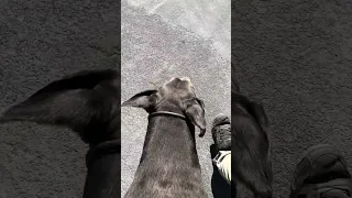 #Fyp #dream #YouTube #doberman #pets