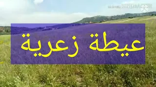 عيطة زعرية وتفاجي الهموم 