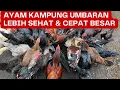 Lagu SUKSES TERNAK AYAM KAMPUNG‼️DENGAN MODAL 5 INDUKAN