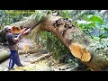 Dramatis, pemotongan kayu nangka yang tumbang di terjang angin puting beliung
