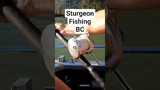 Fishing for Sturgeon in BC