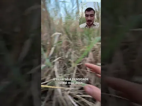 Como uma onça-pintada consegue viver no meio de um canavial? 🐆🌱