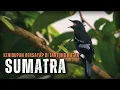 Download Lagu Sumatra: Pulau dengan Kekayaan Burung Endemik yang Luar Biasa