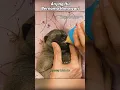Download Lagu PART 01: HIMAWARI: ANJING KECIL YANG TAK PERNAH MENYERAH