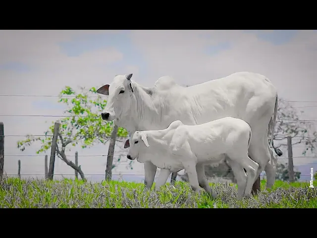 Matriz Nelore AFOM - 3929