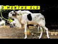 Lagu Fastest, Biggest sheep breed in Africa