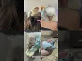 Download Lagu Baby Gigi.❤️ #viral #birds #shorts #shortsviral #shortsvideo #shortsfeed #lovebirds