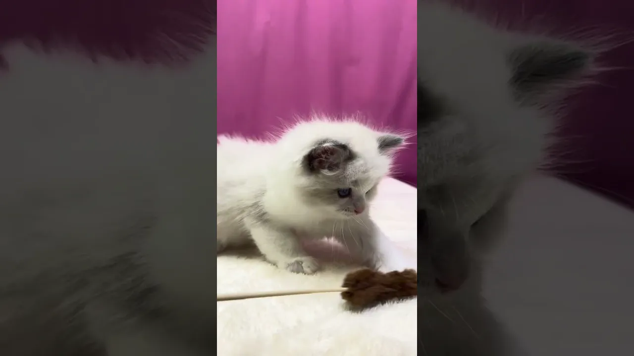 動画