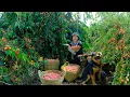 Download Lagu Harvest Elaeagnus Fruits To Sell At The Market, Cook, Garden, Raise :Poultry, Fish, And Dogs.